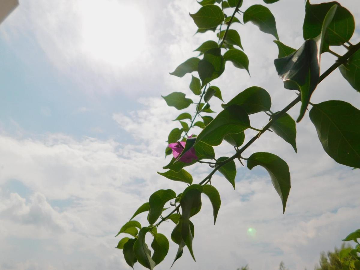 Apartment Lejo เยเซนิเซ ภายนอก รูปภาพ